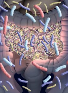 Afbeelding voor EFAD informeert over ‘gut microbiome’
