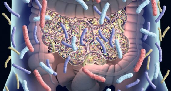 Afbeelding voor EFAD informeert over ‘gut microbiome’