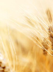 Afbeelding voor Gluten- en tarwegevoeligheid: zijn spelt en emmer gunstiger?