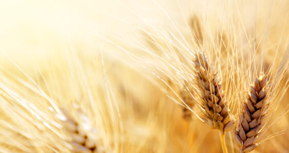 Afbeelding voor Gluten- en tarwegevoeligheid: zijn spelt en emmer gunstiger?