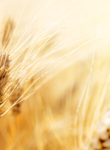 Afbeelding voor Tarwe, brood, gluten en gezondheid: waar staan we anno 2024? 