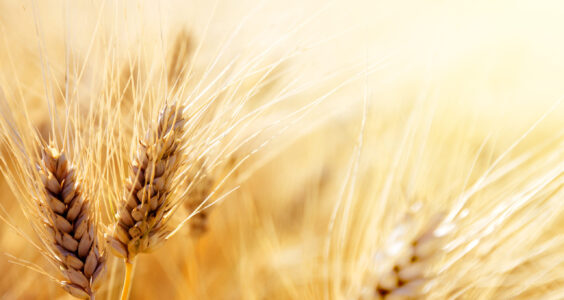 Afbeelding voor Tarwe, brood, gluten en gezondheid: waar staan we anno 2024? 