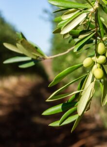 Afbeelding voor Olijfbladextract en postmenopauzale symptomen*