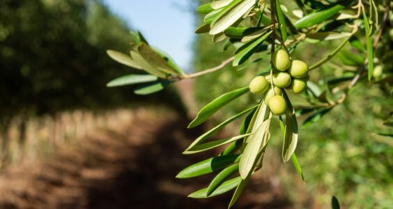Afbeelding voor Olijfbladextract en postmenopauzale symptomen*