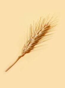 Afbeelding voor Spelen nocebo-effecten een rol bij zelfgerapporteerde glutensensitiviteit?