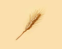 Afbeelding voor Spelen nocebo-effecten een rol bij zelfgerapporteerde glutensensitiviteit?