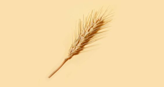 Afbeelding voor Spelen nocebo-effecten een rol bij zelfgerapporteerde glutensensitiviteit?